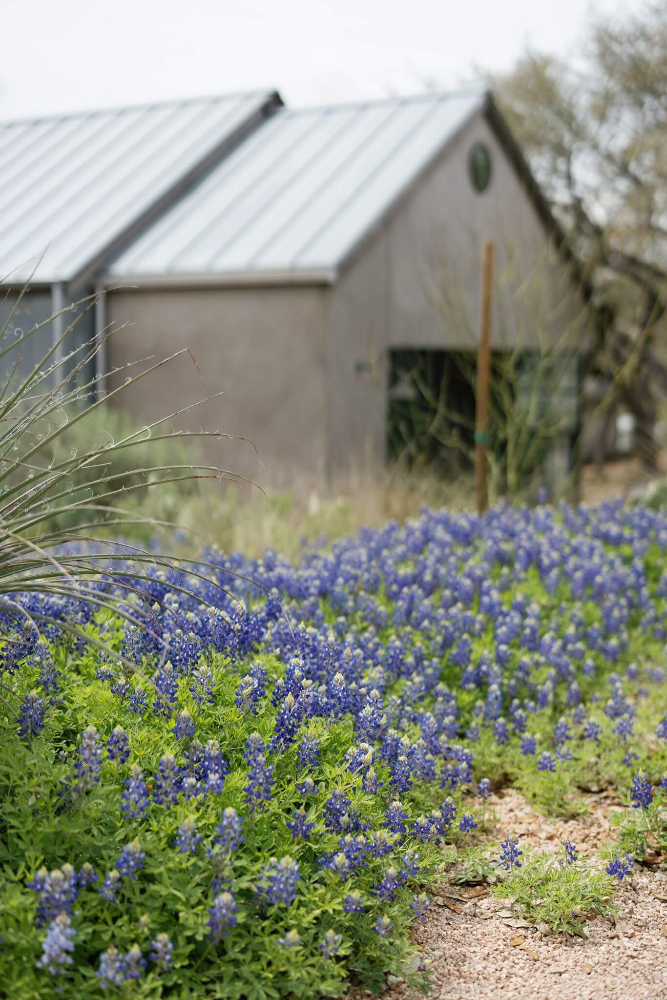Field of Texas bluebonnets in bloom beside the venue's modern stone building