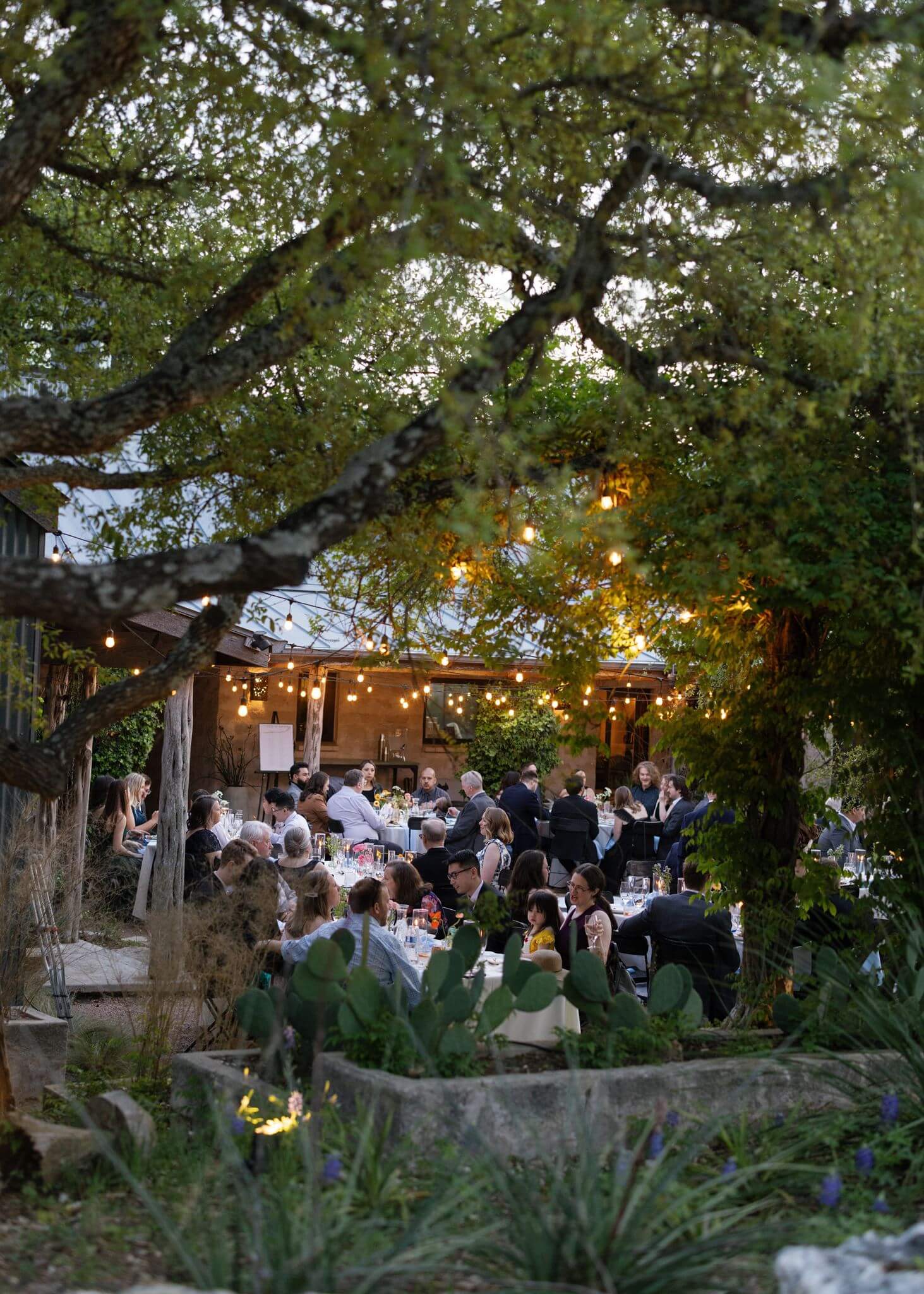 String lights illuminating the outdoor reception area beneath the trees at dusk