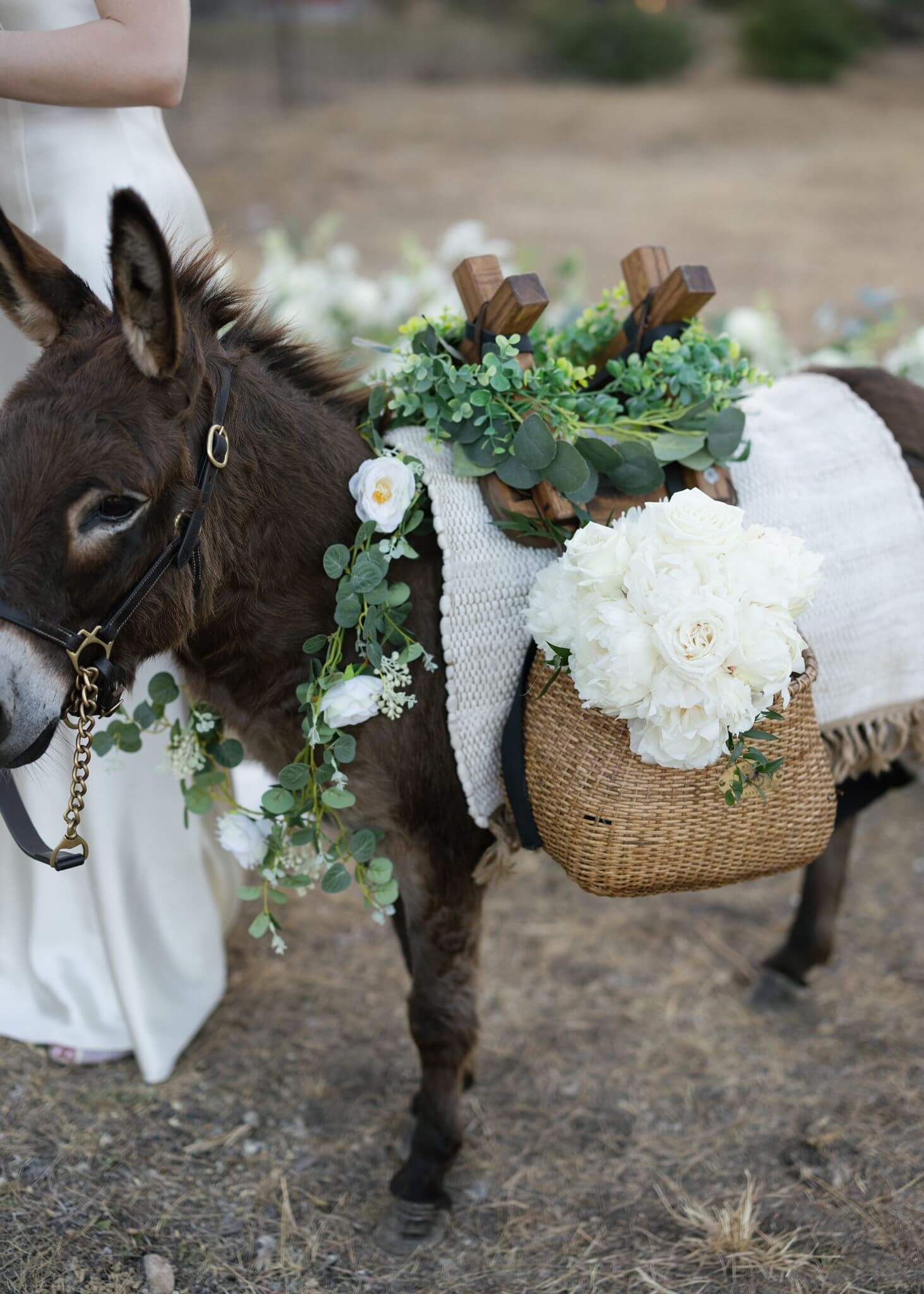 Decorated donkey wears a floral garland and woven drink basket during an outdoor wedding cocktail hour.